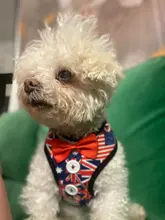 Elegante pajarita arnés tipo chaleco para perro con correa ajustable, Gato conjunto de Correa y arnés lindo arco nudo esmoquin para gatos gatito cachorro