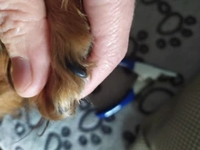 Cortaúñas para mascotas, cortauñas para perros, cortaúñas para gatos de acero inoxidable, tijeras para garras de Animal cortado