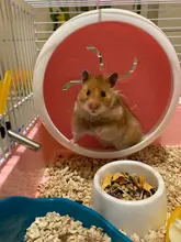 Creativo rueda para hámster silencio rotativo correr rueda de ejercicio Animal PEQUEÑO ejercicio suministros de plástico de PP de accesorios para mascotas