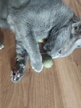 Catnip Toys Ball Cat-Toy Gato Interactive Treats Katten Pawstrip Soft 1pc Speelgoed