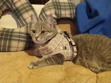 Leash-Set Harness-Leads Mesh Dogs Vest Puppy-Reflective Small-Dogs Kitten Nylon And 