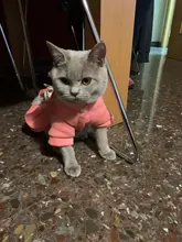 Coat Dress Teddy Poodle-Clothes Puppy Small-Pet Dog Winter Autumn with Letter Bowknot