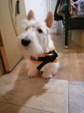 Chaleco Salvavidas para perro, chaqueta Salvavidas para mascota, ropa de seguridad, traje de baño para mascotas, Chaleco de seguridad para verano