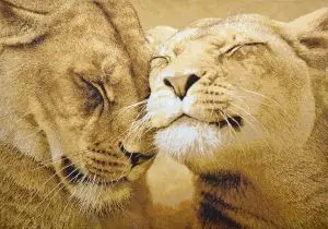 

Tapestry love (100x70) in a single frame