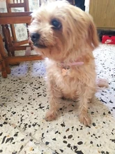 Cuero de la PU de Collar para perros mascotas Color puro ajustable suave Grande Mediano pequeño cuello de perros Correa cachorro gato suministros Asccessories collares