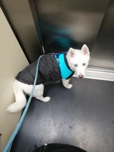 Chaleco impermeable para perros grandes y pequeños, abrigo cálido de invierno para cachorros, ropa para mascotas, 4XL, 5XL, nuevo