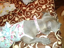 Personalized Dog Collar Leather Rhinestone Bling Charms Custom Pet Dogs Cat Name