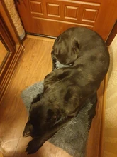 Blanket Mattress Cushion-House Sleeping-Cover Dogs Small Soft-Fleece Large Cat-Bed Puppy