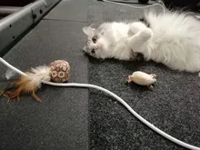 Cat-Toys Pet-Products Mice Catnip Animal Interactive