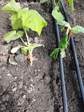 Clips de plástico para soporte de plantas de jardín, 50 Uds.