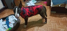 Vest Coat Jacket Pet-Dog-Clothes French-Bulldog-Pet Dogs Small Waterproof Large Winter