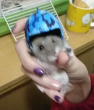 Bird-Hat Chicken-Helmet Pets Funny for Protective Hen Hood 3/2/1pcs