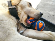 Ball Chew-Toy Rubber Puppy Pet-Dog Play Sound HOOPET Funny Squeaky Small Big Dog Outdoor