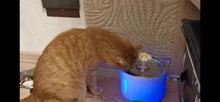 Drinking-Bowl Auto-Feeder CARBON-FILTER Water-Dispenser Water-Fountain Cat Automatic
