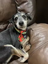 Puppy-Toy Necktie Grooming Dog Cat Adjustable Cute Bow-Tie Printed Cartoon