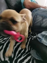 New Pacifier Toys Pet-Toy Chew Teeth-Cleaning Pet-Supplies Bite Puppy Rubber-Resistance