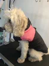 Jacket Yorkshire Terrier Padded-Coat Pet-Dog-Clothes Winter for Pitbull Chihuahua Warm