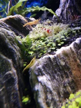 Fish-Tank Aquarium Shrimp Food Natural-Spinach Crystal Red 35g Mixed-Ingredient Hotest