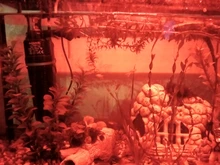 Aquarium Lighting Lamp Submersible-Light Fish-Tank Underwater 24-54CM