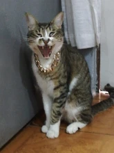 Necklace Pet-Accessories Photos-Props Cat-Chain Kitten Show-Off-Collar Gold Puppy Dogs