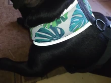 Arnés de Bulldog Francés transpirable para perros pequeños y medianos, chaleco para gatos, entrenamiento para caminar