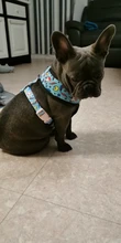 Arnés de Mascota para Bulldog Francés, correas pequeñas y medianas para perros, chaleco de cachorro francés, correa de plomo para perro que camina, productos para mascotas