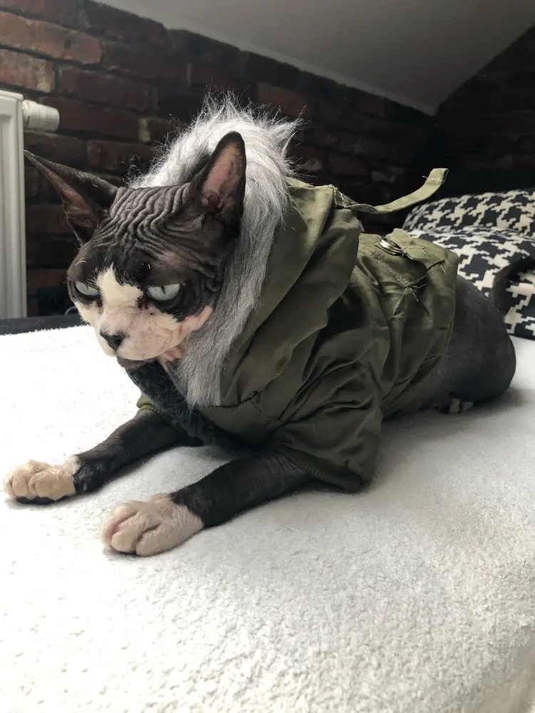 Beautiful, super warm winter sphynx cat jacket