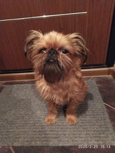 Leash Pet-Necklace Pet-Products Dog-Harness Rhinestone Bling Quick-Release Adjustable