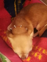 Dog-Collar Spiked Cat Small Chihuahua for Medium Dogs Cool