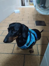 Vest-Collar Leash-Set Dog-Harness Reflective Small Adjustable Large Dog For Puppy Winter