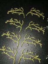 Abalorios de aleación de zinc de rama de árbol Vintage, colgante para pulsera, collar, joyería de metal, fabricación de accesorios, 8230, 8 Uds.