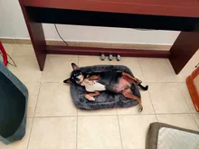 Colchón de cama antideslizante lavable para mascotas, cojín para mascotas, cama para perro, colchón lavable