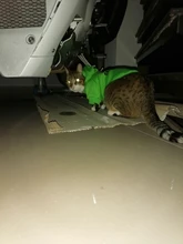 Cat Clothes Pet Cat Coats Jacket Hoodies For Cats Outfit Warm Pet Clothing Rabbit Animals