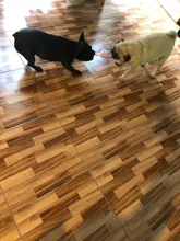 Dog Rope Toy 6 Pack Chew Toys for Puppy Medium and Large Breeds Chewer with Ball Tough