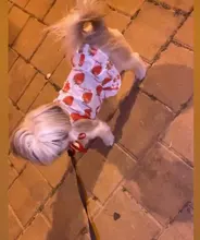 Vestido bonito de fruta para perros, Ropa de verano para pareja de mascotas, chaleco para perros pequeños, Chihuahua
