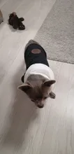 Pet-Dog-Clothes Jackets Coat Pets-Products Puppy-Cat-Clothing Pug-Outfits Small Dogs