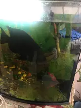 [MPK Store] , Battery-Powered Fish, Cat Toy Cat Fish
