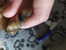 Cortaúñas para mascotas, cortauñas para perros, cortaúñas para gatos de acero inoxidable, tijeras para garras de Animal cortado