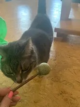 Cat-Toy Pet-Products Natural Catnip Gift Teeth Lollipop-Shape Pet-Molar Christmas New-Year