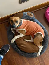 Bed-House Dog-Basket Small Pet-Beds Cat Dkennel Soft Bear New Paw PP Cotton for Medium