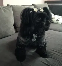 New Arrival Noble Pet Dogs Winter Vest Coat Fur Collar Russia Classic Dogs Clothing Soft