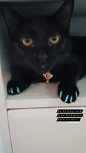 Tapas de uñas suaves para gatos, pegamento adhesivo 5x, aplicador 5x, XS, S, M, L, cubierta, gato, pata, garra, zot, 100 Uds.