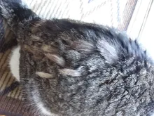 Pelo de mascota cortador de nudos perro cepillado y caída de pelo herramientas Gato del pelo del cepillo del peine de doble cara productos para mascotas