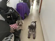 S-XL sin mangas con estampado a la moda para perros pequeños, chaleco cómodo con estampado de corazón para perros y cachorros, ropa de mascotas de alta calidad