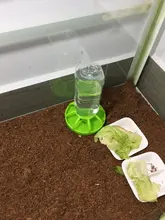 Nuevo reptil bebedor de agua dispensador comida lagarto de plato redondo de la botella de la bebida