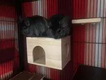 Toy Hamster Wooden Chinchilla-Chalet House Small Animal Nest 23--16--16cm Pet-Products