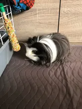 Pet-Pee-Pads Bed Dog Waterproof Large-Size Reusable Mattress-Protection Wetting Fast-Absorbing