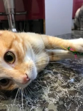 Juguete artificial de plástico para gatos y mascotas, palo con pluma de colores, varita con campana, jaula de ratón, señuelo, color al azar, 1 ud.