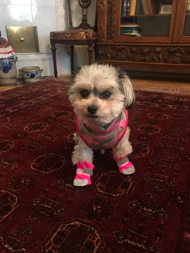 Waterproof Dog Boots Small Dog Snow Boots Reflective Dog Boots