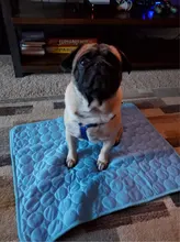 Esterilla refrescante para perros y gatos, cojín de verano, manta, sofá, cama de perro transpirable, lavable, para asiento de coche, cojín de verano